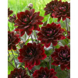 Dalia - After Dusk - GIGA paczka! - 50 szt.