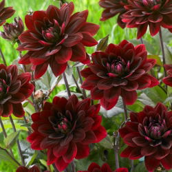 Dalia - After Dusk - GIGA paczka! - 50 szt.