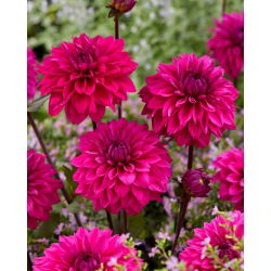 Dalia - Cornwall Island - GIGA paczka! - 50 szt.