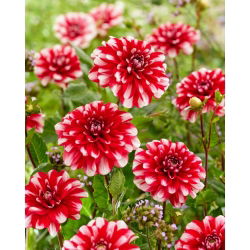 Dalia - Jamaica - GIGA paczka! - 50 szt.