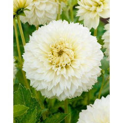 Dalia - Myama Fubuki - GIGA paczka! - 50 szt.