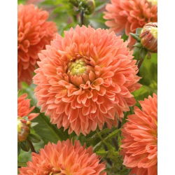 Dalia - Orange Impact - duża paczka! - 10 szt.