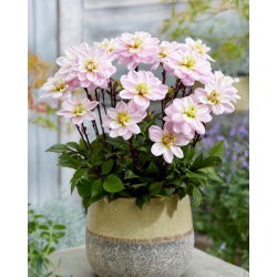 Dalia - Pacific Jewel - GIGA paczka! - 50 szt.