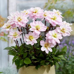 Dalia - Pacific Jewel - duża paczka! - 10 szt.