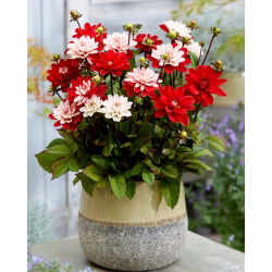 Dalia - Pacific Time - GIGA paczka! - 50 szt.