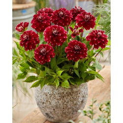 Dalia - Red Rock - GIGA paczka! - 50 szt.