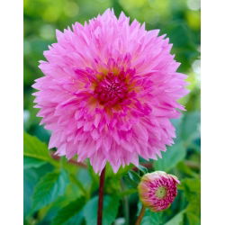 Dalia - Sakura Fubuki - GIGA paczka! - 50 szt.