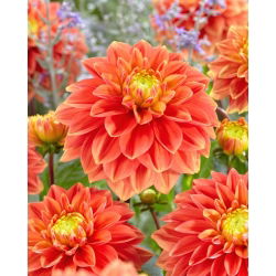 Dalia - Sunset Tropicana - duża paczka! - 10 szt.