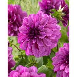 Dalia - Blue Bell - duża paczka! - 10 szt.