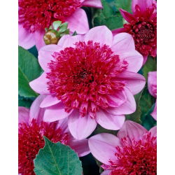 Dalia - Bayou - duża paczka! - 10 szt.