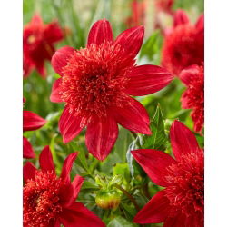 Dalia - Jive - GIGA paczka! - 50 szt.