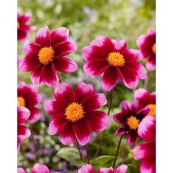 Dalia - Bashfull - GIGA paczka! - 50 szt.