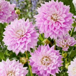 Dalia - Ferncliff Inspiration - GIGA paczka! - 50 szt.