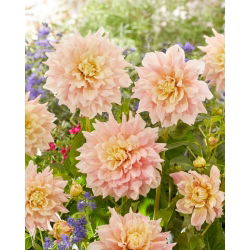 Dalia - Break Out - duża paczka! - 10 szt.