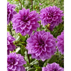 Dalia - Lilac Time - duża paczka! - 10 szt.
