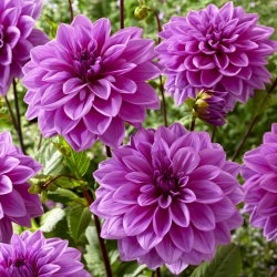 Dalia - Lilac Time - duża paczka! - 10 szt.