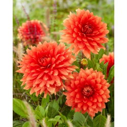 Dalia - Orange Sunrise - GIGA paczka! - 50 szt.