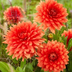 Dalia - Orange Sunrise - GIGA paczka! - 50 szt.