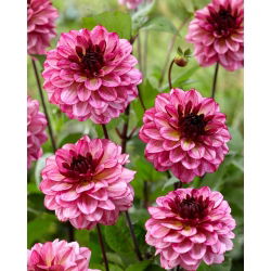 Dalia - Muchacha - duża paczka! - 10 szt.