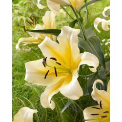 Lilia drzewiasta - Belcastro - GIGA paczka! - 50 cebulek