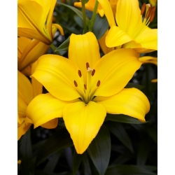 Lilia - Lentella - 1 cebulka