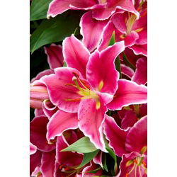 Lilia drzewiasta - El Capitan - GIGA paczka! - 50 cebulek