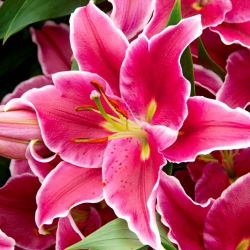 Lilia drzewiasta - El Capitan - duża paczka! - 10 cebulek