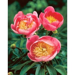 Piwonia, Paeonia - Lovely Rose - sadzonka