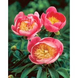 Piwonia, Paeonia - Lovely Rose - sadzonka - duża paczka! - 10 szt.