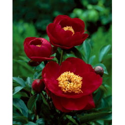 Piwonia, Paeonia - Illini Warrior - sadzonka - GIGA paczka! - 50 szt.