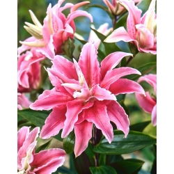 Lilia pełna - Distant Drum