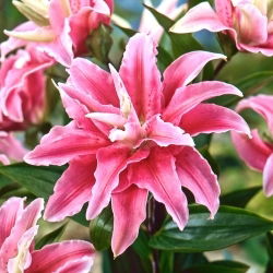 Lilia pełna - Distant Drum