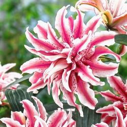 Lilia pełna - Magic Star - duża paczka! - 10 cebulek