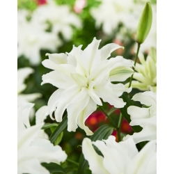 Lilia pełna - My Wedding