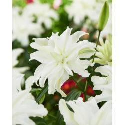 Lilia pełna - My Wedding - GIGA paczka! - 50 cebulek