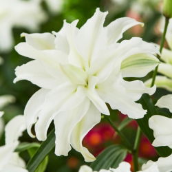 Lilia pełna - My Wedding - GIGA paczka! - 50 cebulek