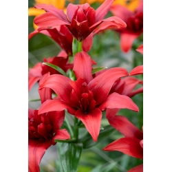 Lilia azjatycka pełna - Bald Eagle - 1 cebulka