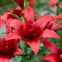 Lilia azjatycka pełna - Bald Eagle - GIGA paczka! - 50 cebulek