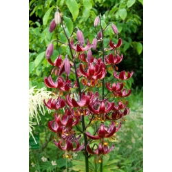 Lilia złotogłów - Claude Shride - 1 cebulka