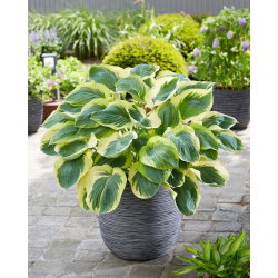 Funkia - Hosta Orion's Belt - GIGA paczka! - 50 szt.