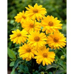 Słoneczniczek szorstki - bardzo łatwy w uprawie i długo kwitnie!