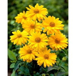 Słoneczniczek szorstki - bardzo łatwy w uprawie i długo kwitnie! - GIGA paczka! - 50 szt.