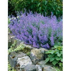 Kocimiętka - Kit Cat