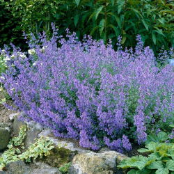 Kocimiętka - Kit Cat - duża paczka! - 10 szt.