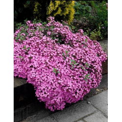 Mydlnica bazyliowata - tworzy różowe dywany w ogrodzie! - GIGA paczka! - 50 szt.