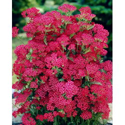 Krwawnik pospolity - Summerwine - różowy - duża paczka! - 10 szt.