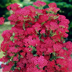 Krwawnik pospolity - Summerwine - różowy - GIGA paczka! - 50 szt.