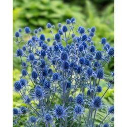 Mikołajek płaskolistny - GIGA paczka! - 50 szt.