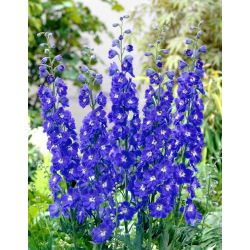 Ostróżka niebieska - duża paczka! - 10 szt.