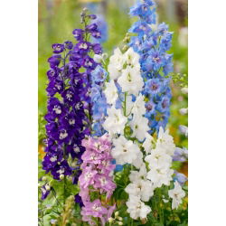 Ostróżka mix - GIGA paczka! - 50 szt.